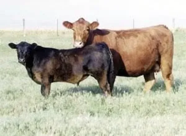 Lawrence Limousin