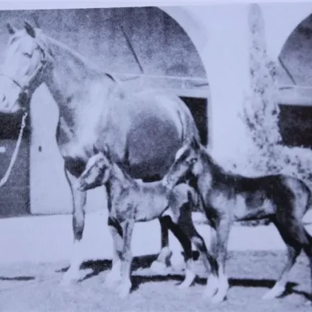 Calsabi "twin" (Raseyn x Rifdah) grey stallion, foaled Februrary 3, 1939
bred by W.K. Kellogg Institute