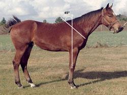 Evaluating Horse Conformation Pt 2
