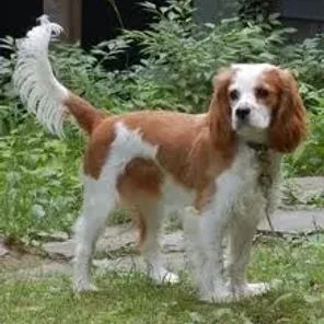 Cockalier (Designer Dog)