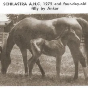 SCHILASTRA