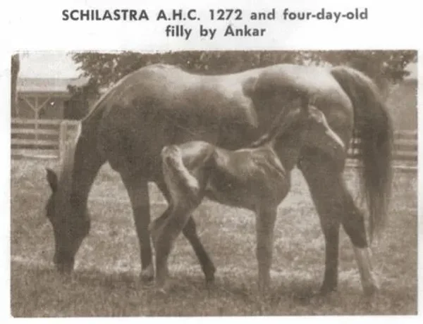 SCHILASTRA