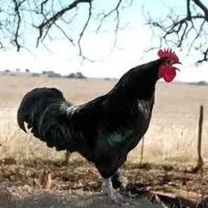 Black Langshan