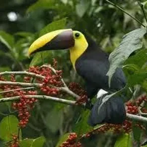 Yellow-browed Toucanet