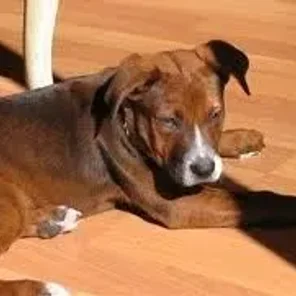 Rus-A-Pei (Designer Dog)