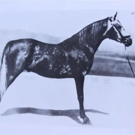 Raseyf (Raseyn x Treyf) grey stallion, foaled December 6, 1939
bred by W.K. Kellogg Institute