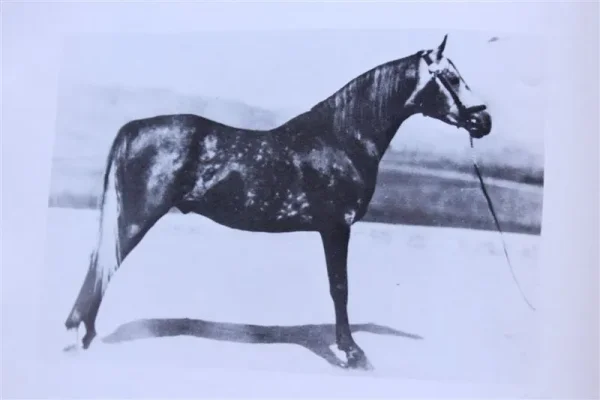 Raseyf (Raseyn x Treyf) grey stallion, foaled December 6, 1939
bred by W.K. Kellogg Institute