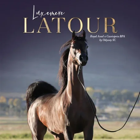 Luxemere Latour 