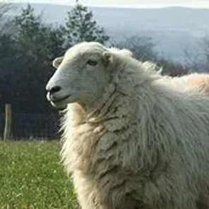 Welsh Mountain