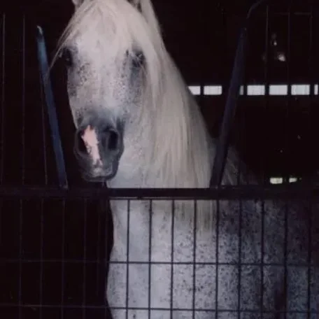 TA Jihana Bey at Luxemere Arabians