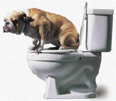 Diarrhea in Dogs: Causes and Treatment