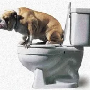 Diarrhea in Dogs: Causes and Treatment