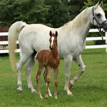 PCF Vision colt and his beautiful dam, LC Misja by Padrons Psyche