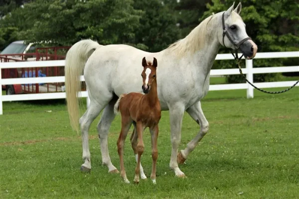 PCF Vision colt - "Curtis"