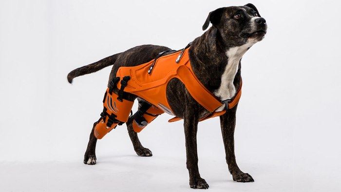 Hip Dysplasia in Dogs – Uncomfortable but Manageable
