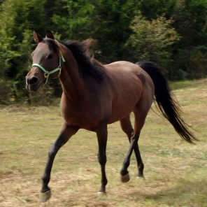 Far Field Emma