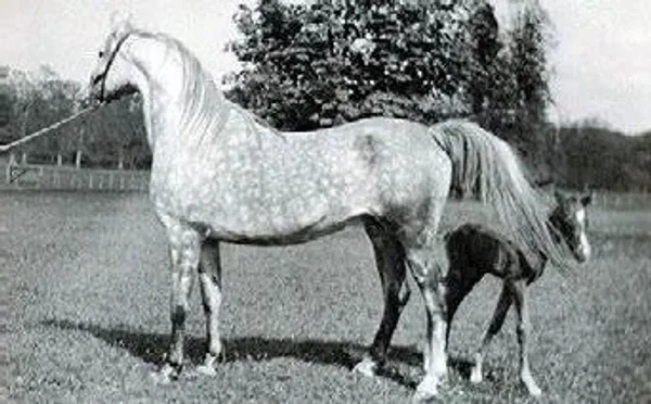 *INCORONATA
