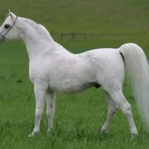 *SANADIK EL SHAKLAN