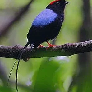 Long-tailed Manakin