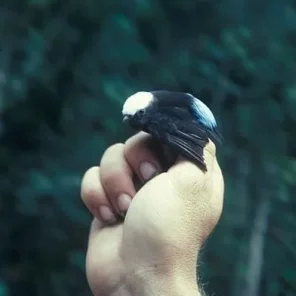 Blue-rumped