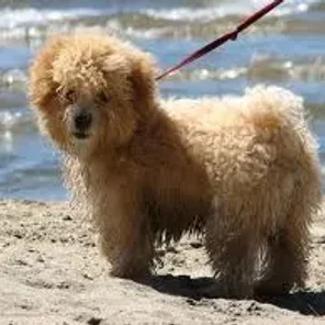 Havaton (Designer Dog)