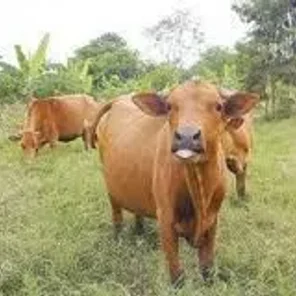 Hartón del Valle