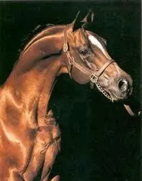 Bey Shah
