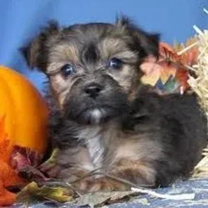 Yorkie-Apso (Designer Dog)