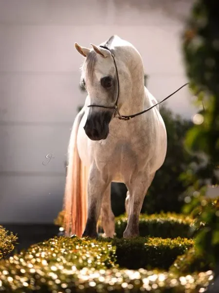 Swatam arabians