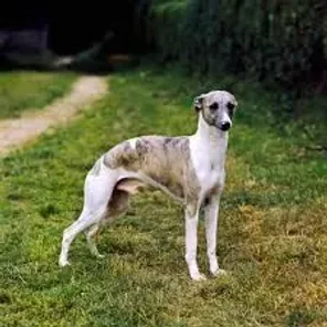 Whippet