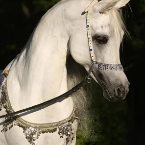 Marquis I