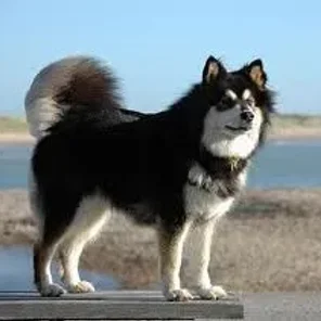 Finnish Lapphund