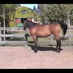 HED CAJUN QUEEN