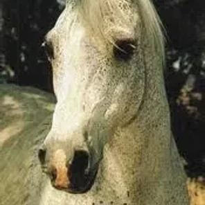 Bachantka