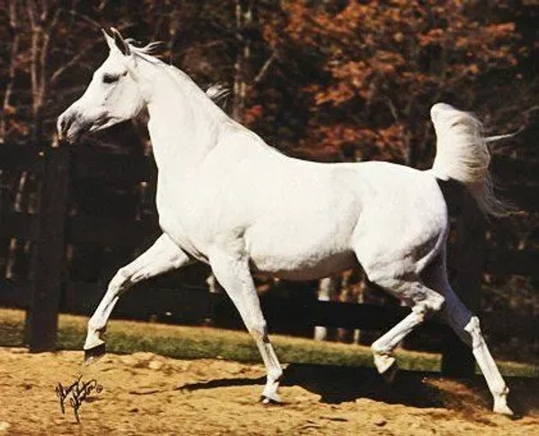 PHARRAH