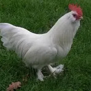 White Faverolles