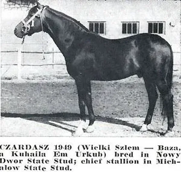 CZARDASZ
