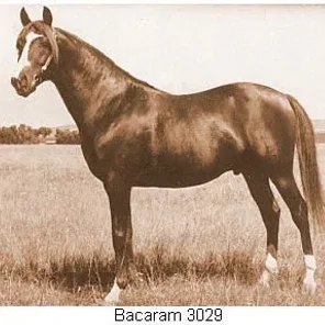 BACARAM