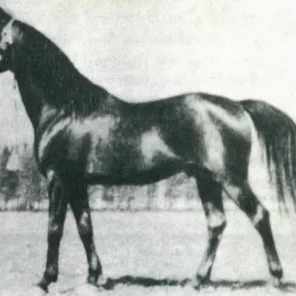 BAD AFAS