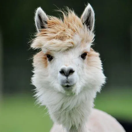 Alpaca History

