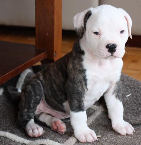 The American Bulldog - #4 Favorite Breed