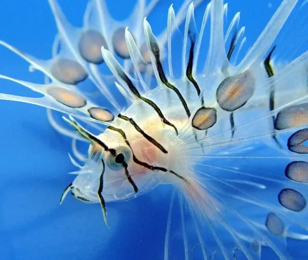 Marine Fish