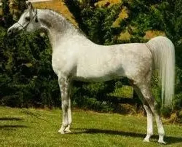 El Shaklan