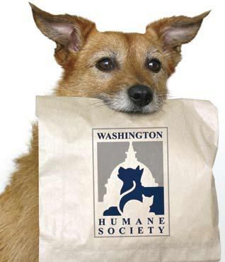 5 things you don’t know about the Washington Humane Society