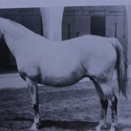 Almaza sired by Raseyn