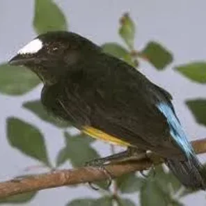 White-fronted