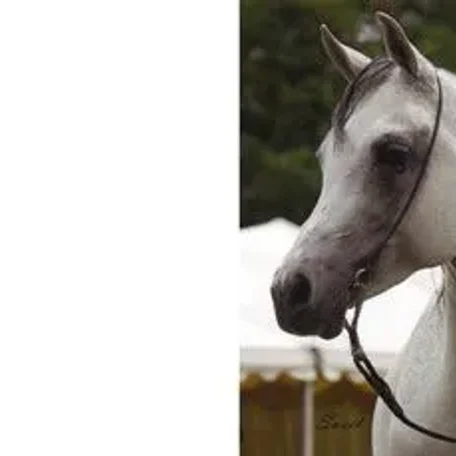 
          Photo by Arabian Horse Assocation
        