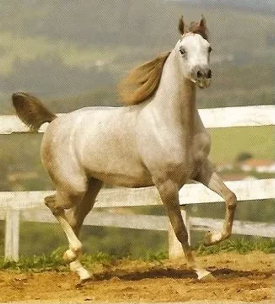 La Diva HJ