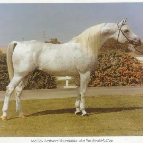 The Real McCoy
