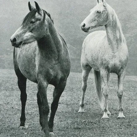 ALFA (Wielki Szlem x Alhambra by Kaszmir) & BOGORIA (Laur x Bulgotka by Witraz) ~ Alfa is the dark grey on the left